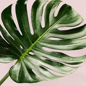 Meet your Posher, Kira